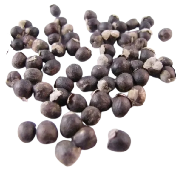 Vitex - Image 2
